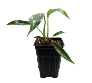 Joepii Philodendron - 2.5" Pot - Trending/Collector's Series