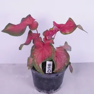 Caladium Fairytale Princess – pink fantasy foliage | Live Plant 6” Pot | Caladium Houseplant