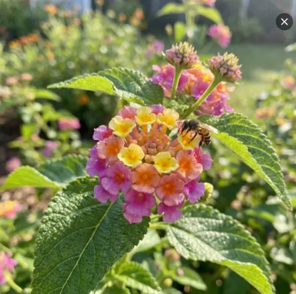 300 Pcs Hardy Perennial Lantana Flower Seeds Mixed Colors Easy to Grow for Outdoor Garden Landscaping Backyard Pots Borders Bright