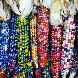 50 Glass Gem Indian Corn Seeds – Vibrant Heirloom Organic Variety for Garden Decor & Edible Popcorn