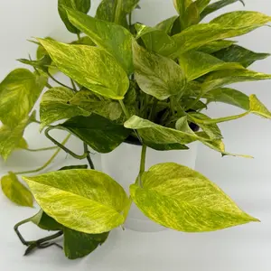 New Pothos Neon Queen 6” Pot – Rare Collector’s Plant for Indoor Décor | Bright Variegated Tropical Houseplant
