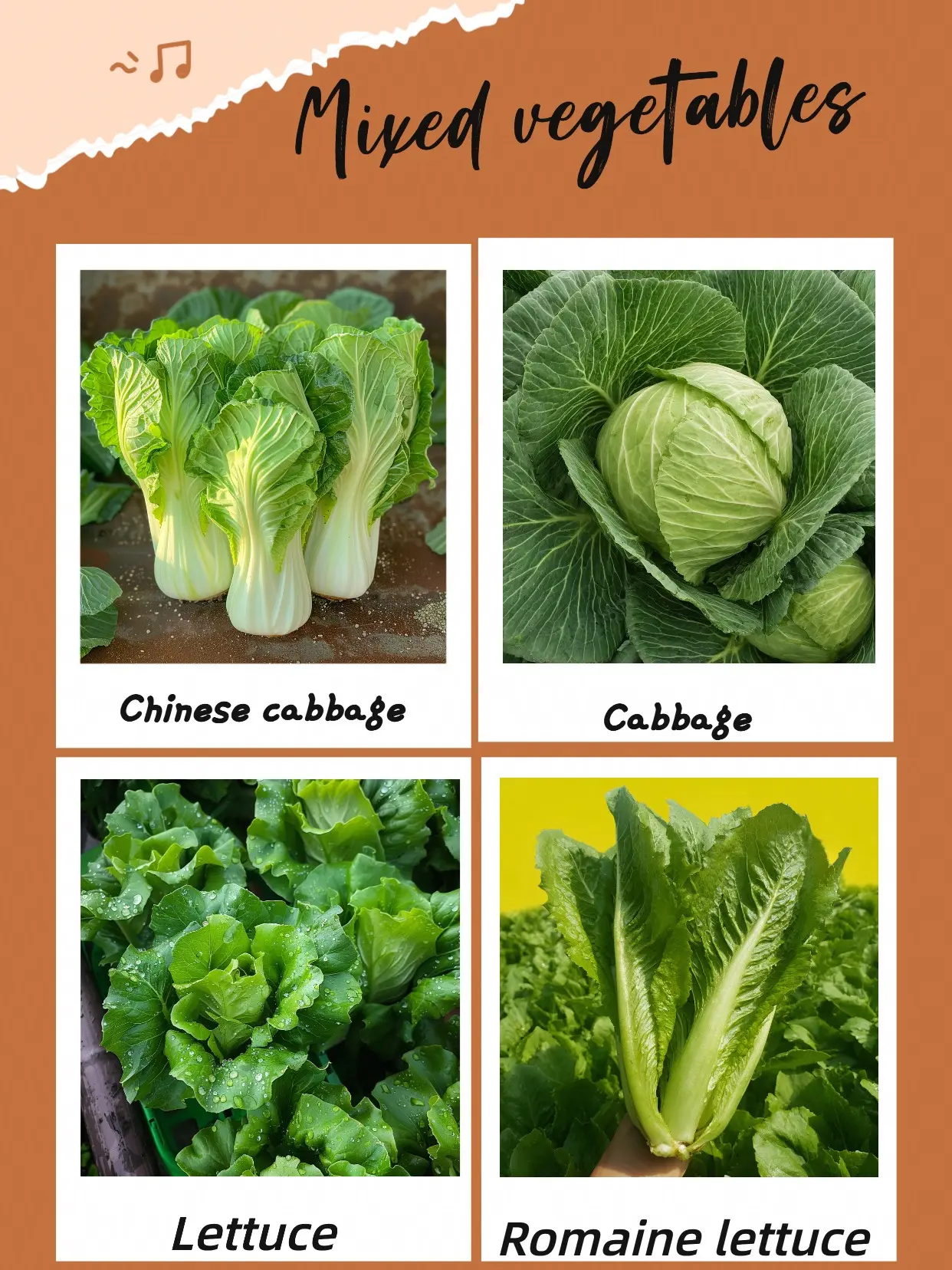 Salad Lovers' Dream Pack! Grow 4 Kinds of Lettuce & Cabbage - Super Fresh Chinese Cabbage Romaine & More - Easy for Beginners & Backyard Gardens - Fall Season Mixed Vegetables
