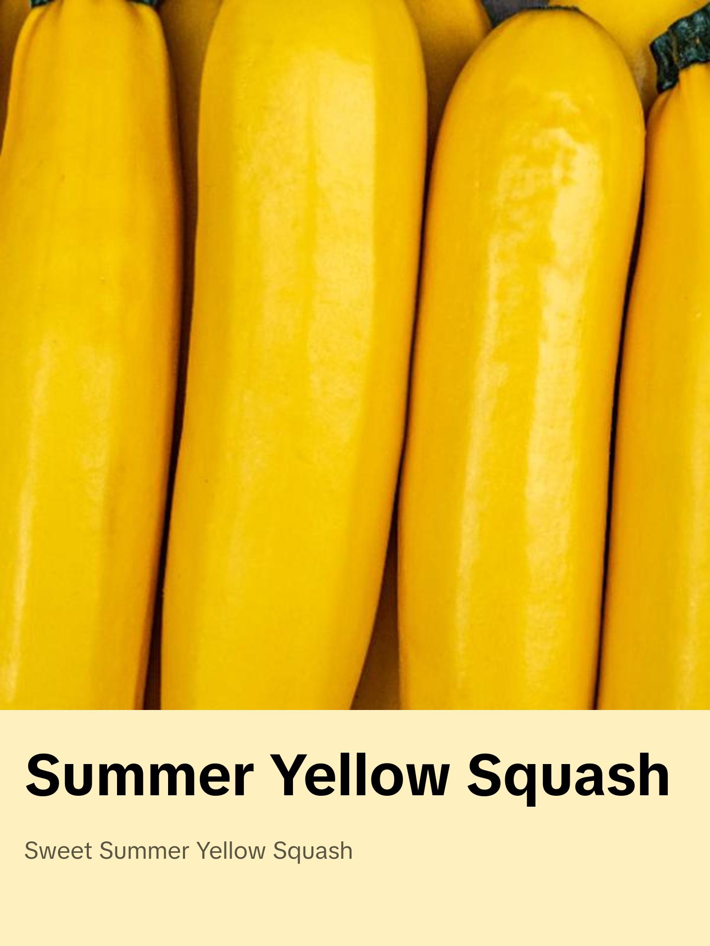 Summer Yellow Squash Seeds
