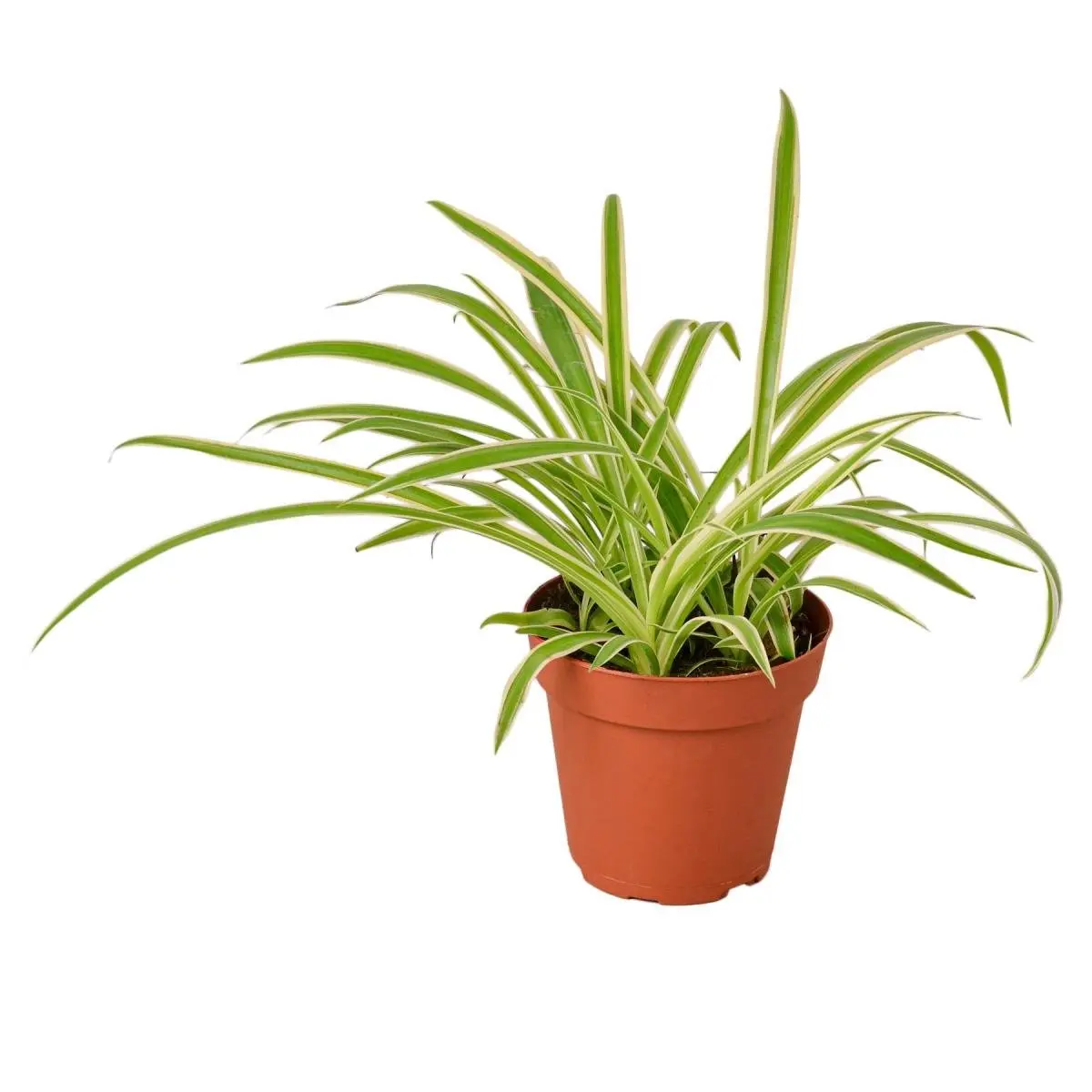 212 MAIN Reverse Spider Plant, 4 in. Pot - Live House Plant, Potted Indoor Tropical Houseplants, Adaptable Garden Supply for Home Improvement, Potted Indoor Plants