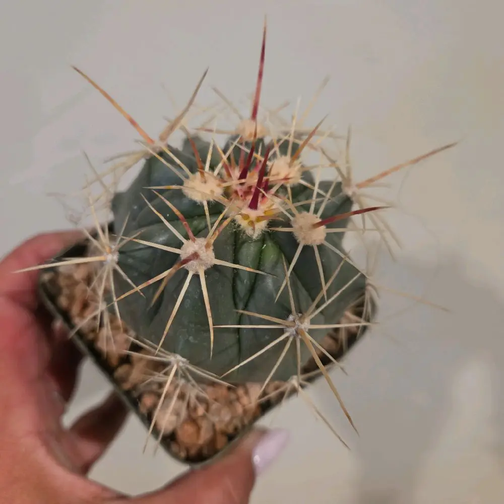Thelocactus cactus in a 4" pot