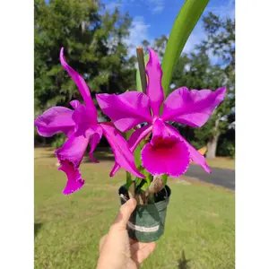 Cattleya Lucia Fernandez