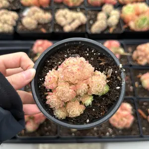 Echeveria ‘Maigan ShanteA’ Small Cluster (around 2-2.5'')- Bare Root Succulents - Terra Tales