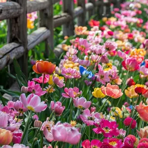 2000 Pcs Pollinator Wildflower Mix Seeds | Fast-Growing & Colorful Blooms | Perfect for Bee & Butterfly Gardens