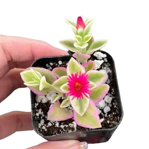 Variegated Baby Sun Rose - Ice Plant - Aptenia Cordifolia – Pink Succulent - Rare Plant in 2" Pot