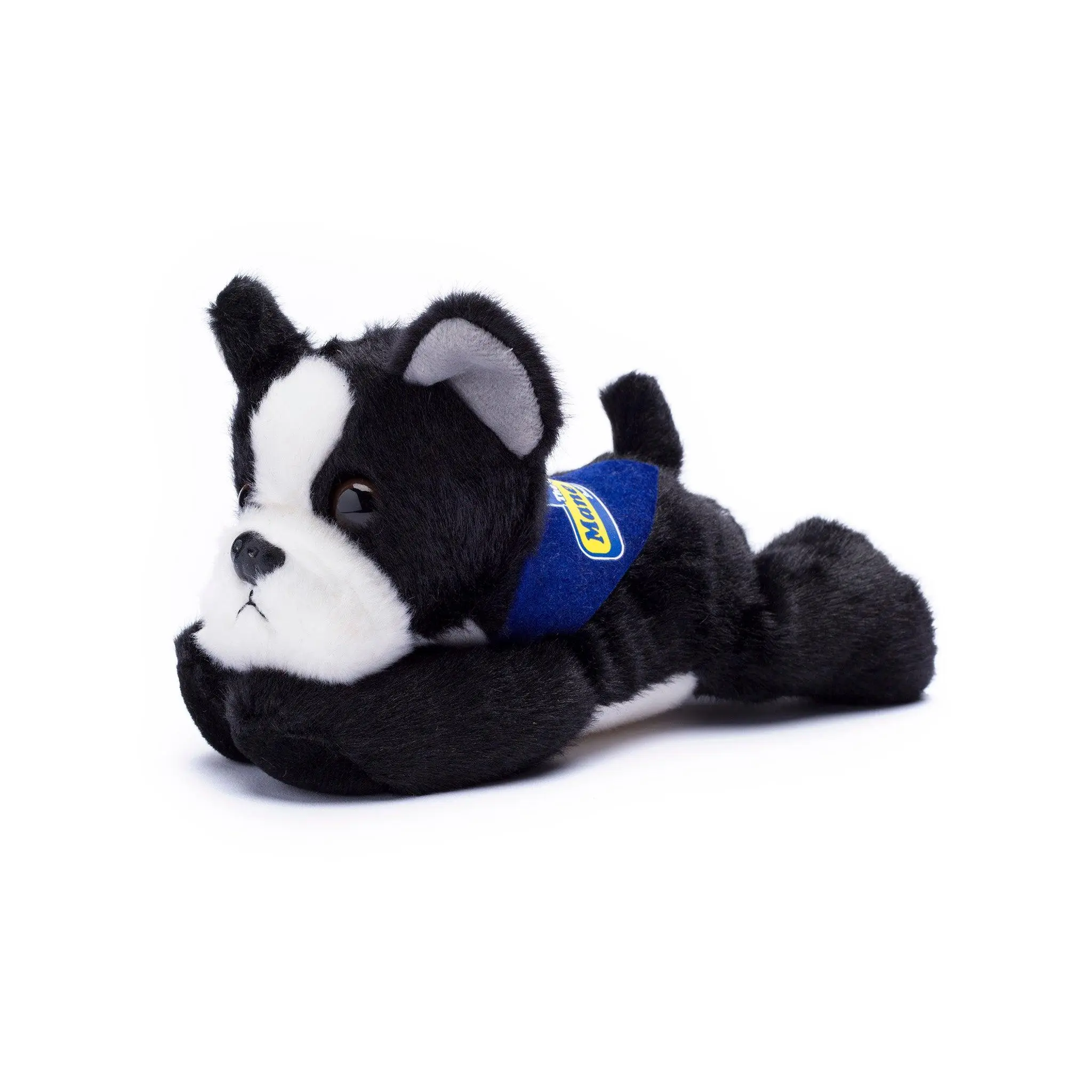 Boston Terrier with Mane 'n Tail Blue Bandana Boston Terrier with Mane 'n Tail Blue Bandana