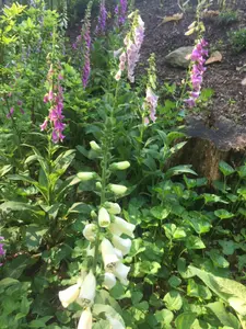 100 Foxglove Seeds - Excelsior Mix