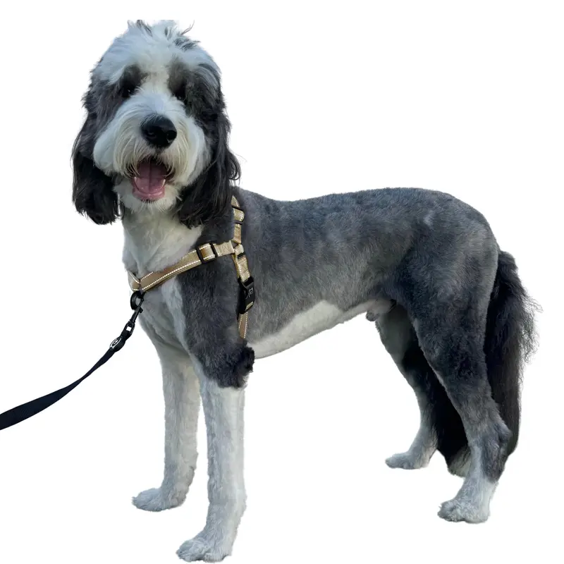 ShawnCo | Dream Walk Pro Dog Harness- No-Pull, Comfortable, Adjustable, Easy to Use Pet Halter to Help Stop Pulling for Small, Medium and Large Dogs