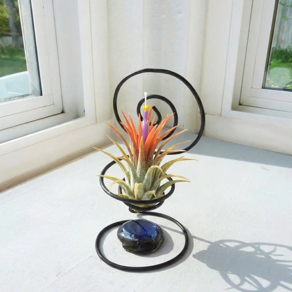 Tillandsia ionantha Orange