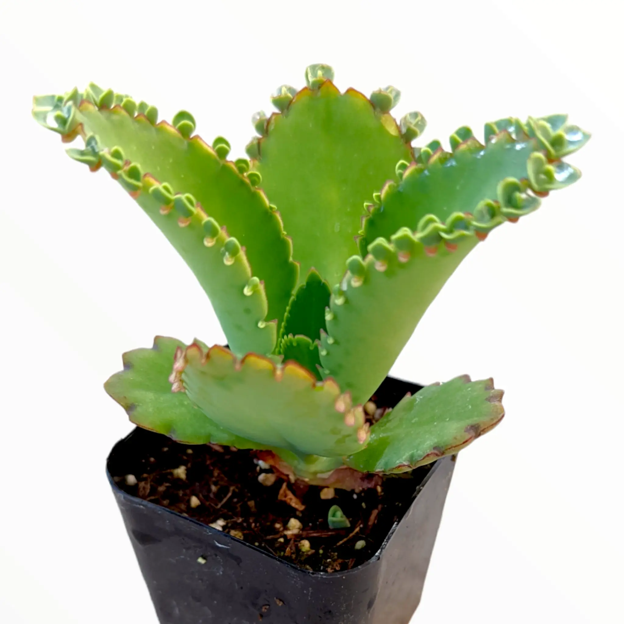 Kalanchoe daigremontiana 'Mother of Thousands' Kalanchoe daigremontiana 'Mother of Thousands'