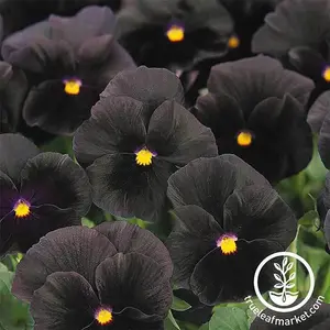 Pansy Seeds - Halloween II