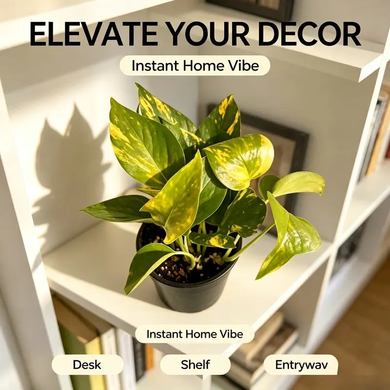 LZ03 Live Golden Pothos Plant, Low Maintenance Trailing Indoor Houseplant, Perfect Decor for Shelves, Desks & Entryways, Easy Care Beginner Friendly Home Plant