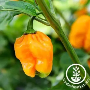 Pepper Seeds - Hot - Jamaican Yellow Habanero