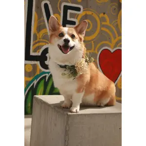 Floral Decor for Dog Wedding Collar | Ring Bearer Dog