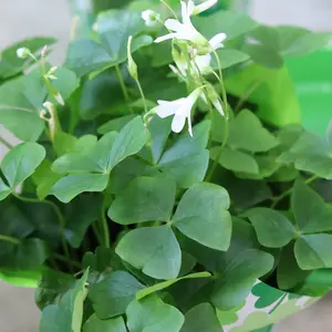 Oxalis Shamrock Plant – Deep Shade plant 4 inch Tall