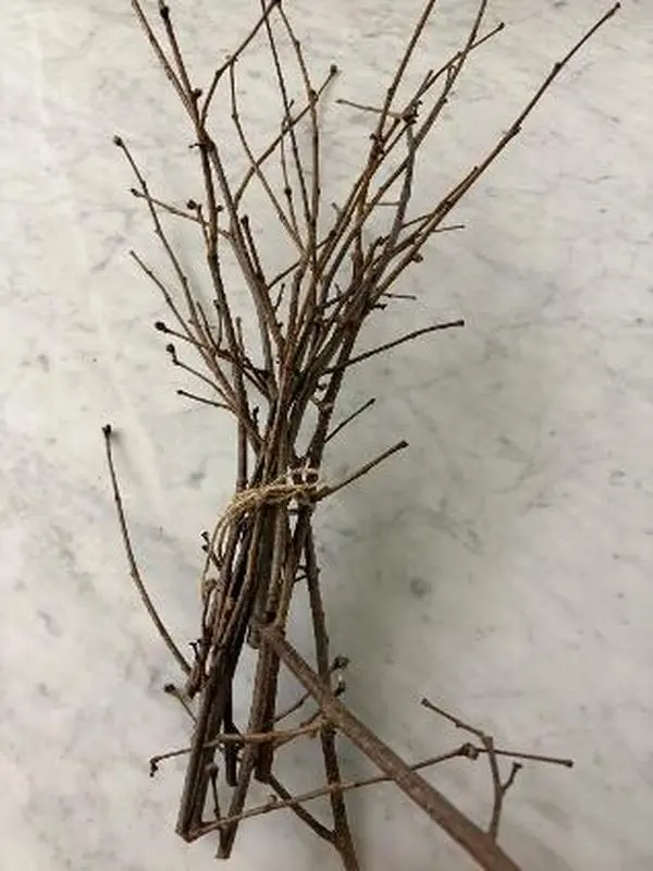 Hazelnut Twigs – Crafting, Floral & Ritual Bundles