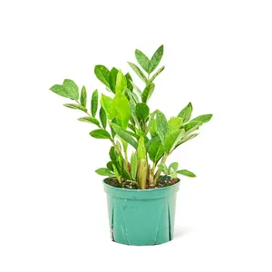 ZZ Plant, Medium