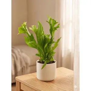 Fern 'Green Flame'
