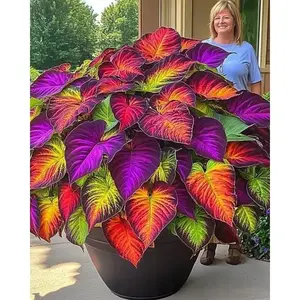 800 Pcs Mixed Flower Seeds for Planting, Perennial Flower Seed Mix for Shade Gardens and Outdoor Landscaping, Seeds Only, Not Live Plants