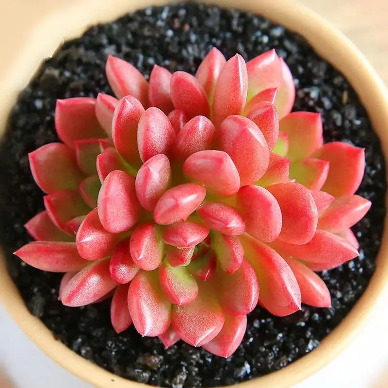 Sedeveria Pink Ruby Succulent Live Plant, Rosette Shaped Colorful Indoor Houseplant, 2 Inch Fully Rooted Desk Decor