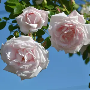 New Dawn Climbing Rose Live Plant  Fragrant Pink Repeat Bloomer | Fast Growing Garden Vine for Trellis Fence Arbor