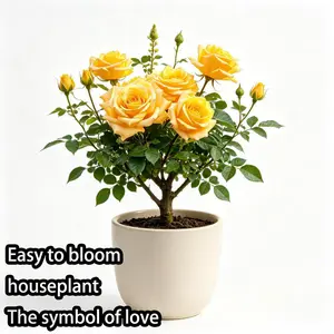 Yellow rose seedlings, large flowers, fragrant, double petals, garden ornamental plants