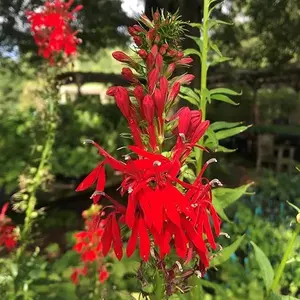 200 Perennial Red Cardinal Flower Seeds for Planting Outdoors-Wild Cardinal Flower Attracts Bees&Butterflies Fragrant Butterfly