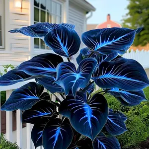 800 pcs Hosta Seeds for Garden Perennials Thriving inShaded Areas ldeal for Summer Greenery Lovers Easy toCare