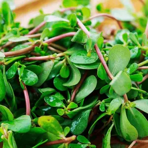 1000+ Heirloom Amaranth and Purslane Garden Seeds Collection - Non-gmo, Easy to Grow, Potted Vegetables and Autumn Green Varieties