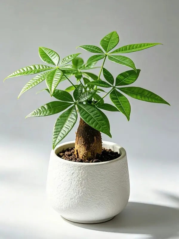Braided Money Tree Plant 8 Inch, Easy Care Low Light Pachira Aquatica Indoor Houseplant Air Purifying for Home Office Desk Decor