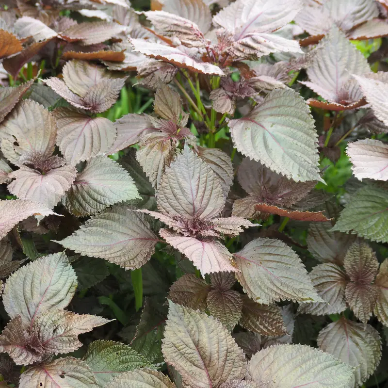 Japanese Red Leaved Shiso Seeds (Perilla frutescens) Unique red leaves, bold flavor for pickling, sushi, salads, and gourmet gardens