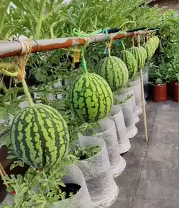 100+Mini Watermelon Seeds | Extra Sweet Small Watermelon | High Germination Rate | Compact Fruit Variety | Container & Garden Growing | Balcony Patio Backyard | Easy to Grow | Beginner Friendly | Non-GMO Watermelon Seeds