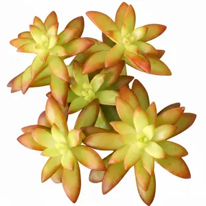 Sedum Orange Glow