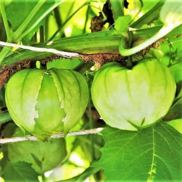 TomorrowSeeds - Grande Rio Verde Tomatillo Seeds -  Green Mexican Husk Tomato Physalis Cape Gooseberry Ground Cherry Fruit Vegetable Seed 2024