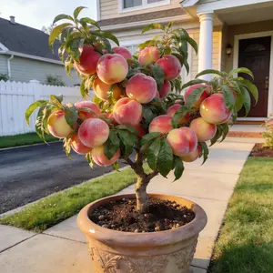 Peach Tree Seedling – Home Garden Fruit Tree for Backyard & Patio