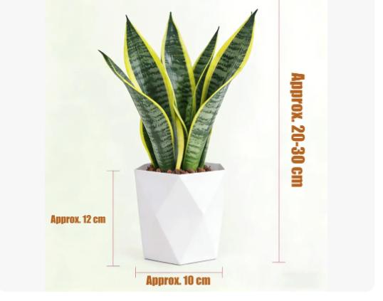 Live Exclusive | Live Snake Plant Indoor – Hardy Sansevieria Houseplant Easy Care Home Decor Plant