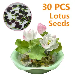 【Buy 20 get 10 Free】30 lotus seeds Potted lotus seeds, water lilies, open pond aquatic plant species, non-GMO home garden plant seeds, mixed colors