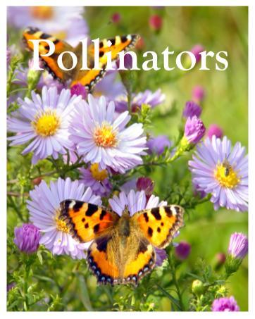 KVITER 100 Black Elderberry Seeds for Planting (Sambucus Nigra) – Organic Fruit Seeds, Heirloom & Non-GMO, Sweet & Juicy Fruit Berries – Perfect Shrub/Small Tree for Your Outdoor Garden