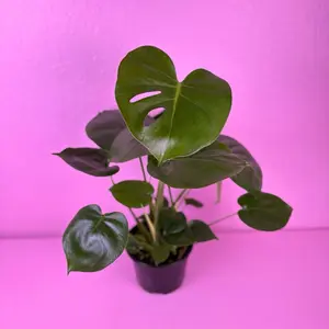 Monstera Deliciosa 6” | Swiss Cheese Plant | Tropical Houseplant