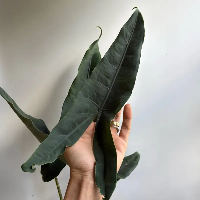 XL Alocasia Tigrina Superba 6" House Plant - Rare Tropical Indoor Plant with Tiger-Striped Foliage