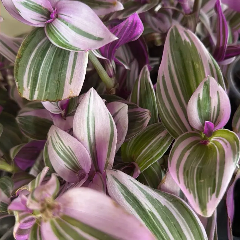 Tradescantia Nanouk