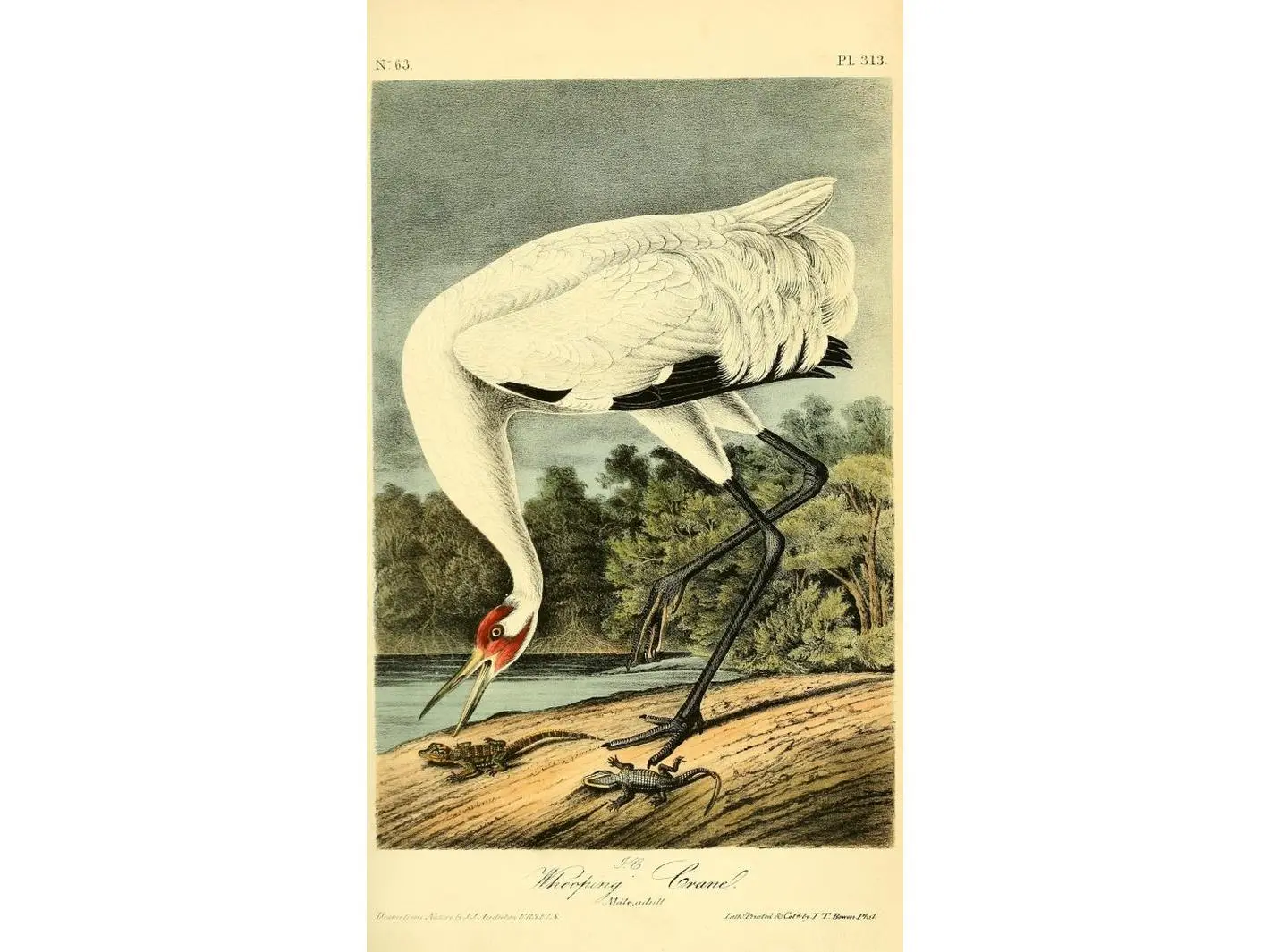 Artistic Whooping Crane Poster Print by J.J. Audubon - 1844 Birds of America, 24x36 Large Home Decor Poster, Wall Art for Home Supplies