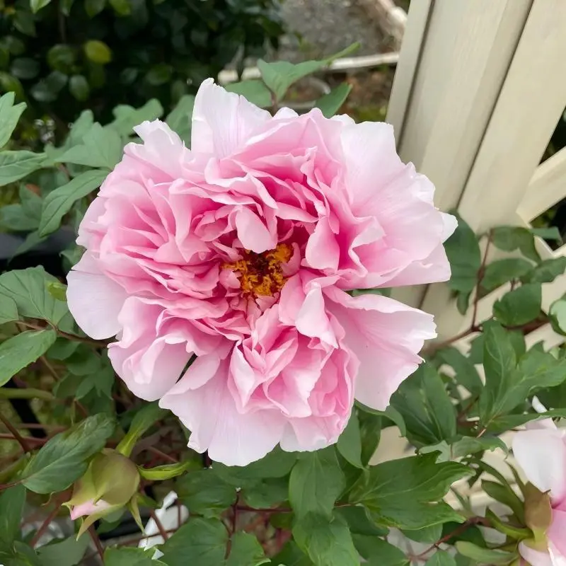 Peony Root Blocks, Novice-Friendly Easy-to-Grow Perennials for Backyard Patio Garden Decor