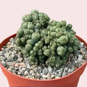 Live Ming Thing Cactus Plant - Rare Cactus Plant - 6 Inch Pot
