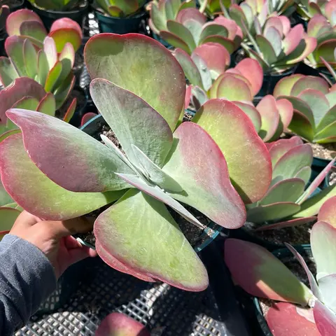 Kalanchoe Paddle Plant Flapjack succulent bedroom sculpture
