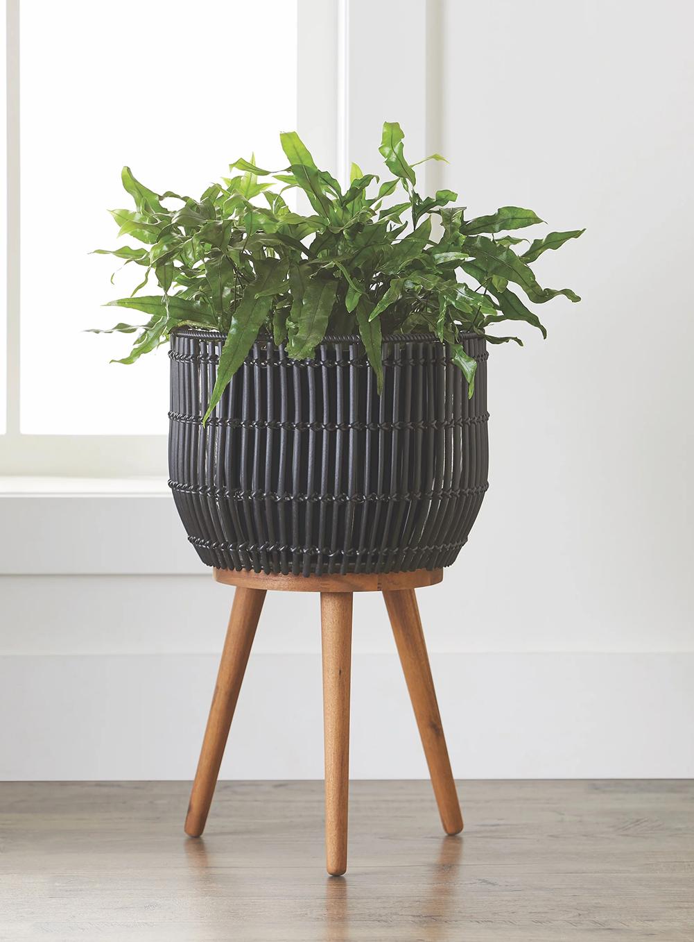 blushing philodendron plant Blushing Philodendron Hydroponic | Houseplants